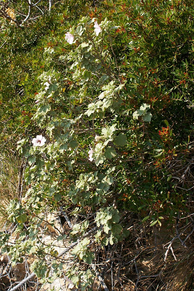 Malva subovata (=Lavatera maritima) / Malvone delle rupi